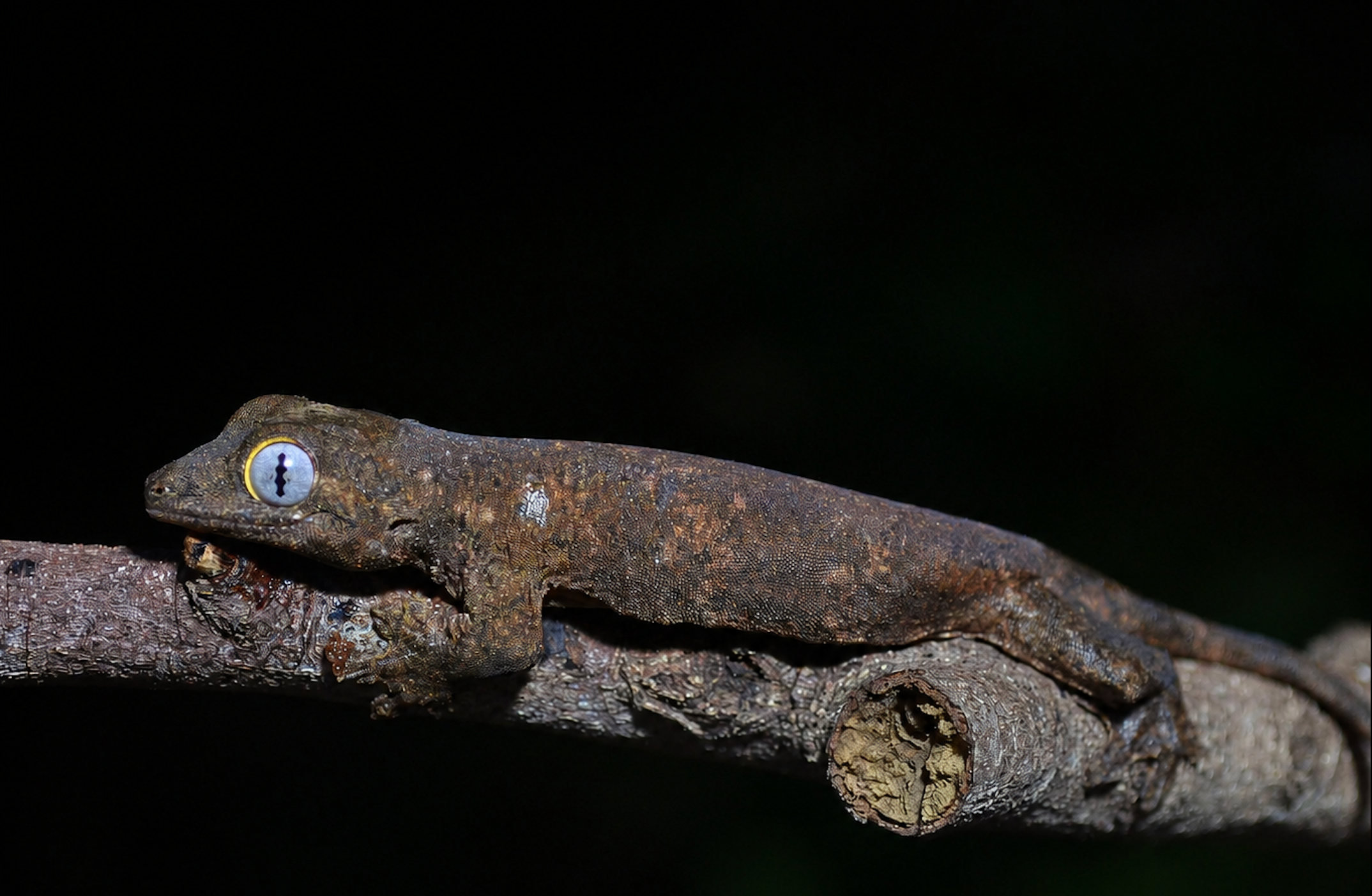 New Gecko Species Endemic to Sibuyan Island Discovered, Bolstering Biodiversity Hotspot Status