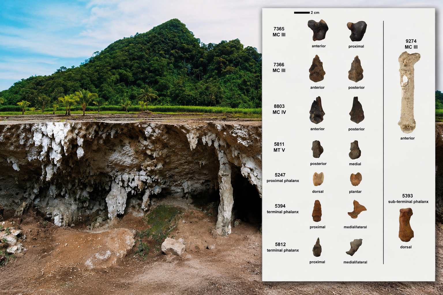 Ancient Tiger Fossils Found in Palawan Suggest Coexistence with Humans