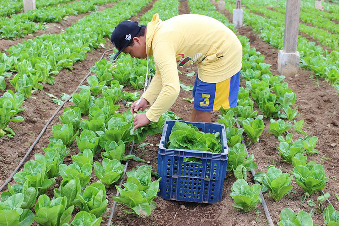 Competition Probe Looms for Highland Vegetable Trade