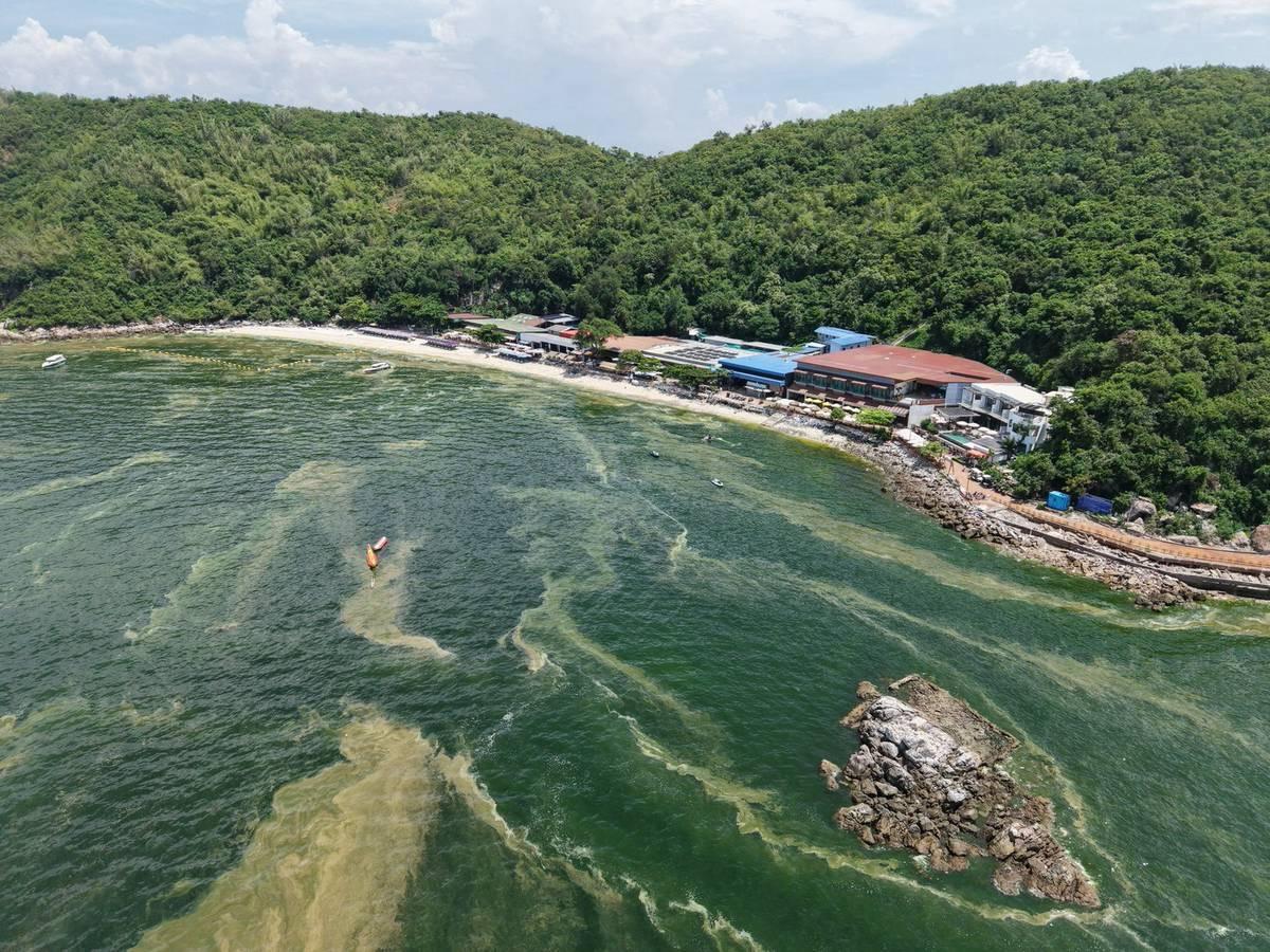 Koh Larn Seawater Turns Green After Heavy Pattaya Rains; Officials Point to Plankton Bloom