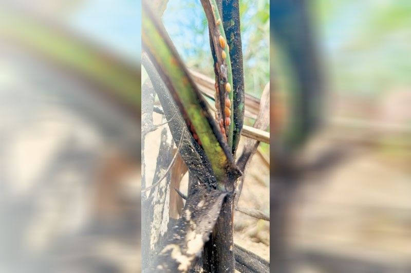 フィリピン砂糖生産に深刻な害虫被害、収穫量8%減の恐れ