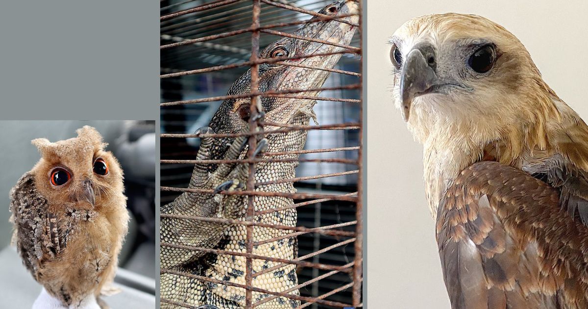 DENR Rescues 3 Wild Animals in Metro Manila, Highlighting Ecosystem Importance