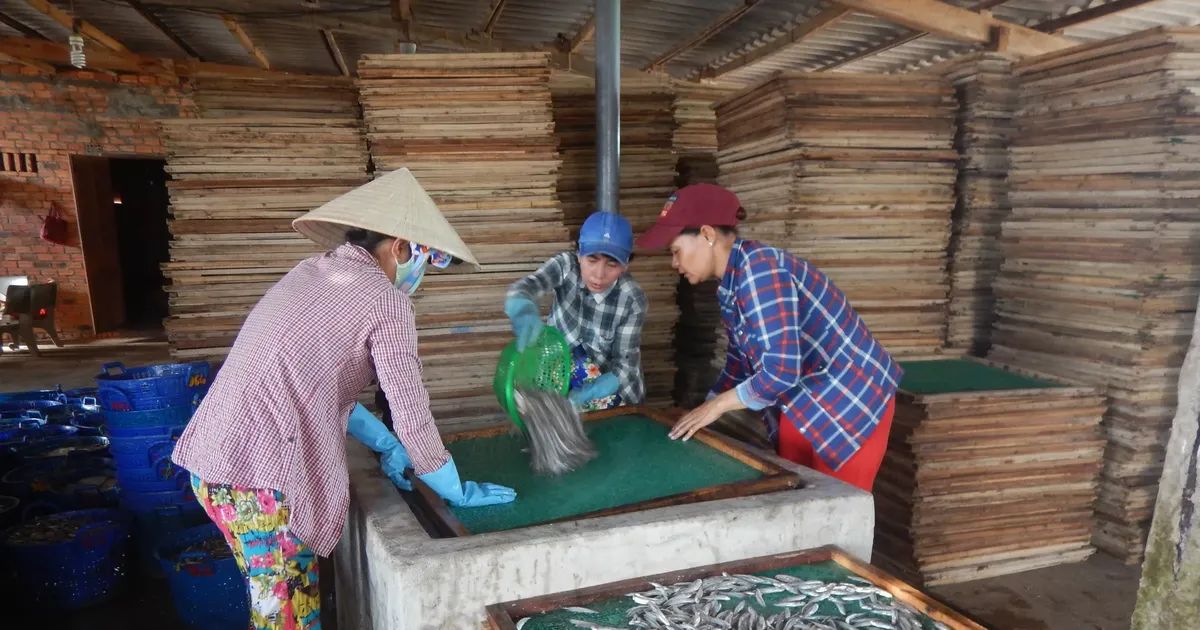 Mui Ne’s coastal communities thrive during anchovy season