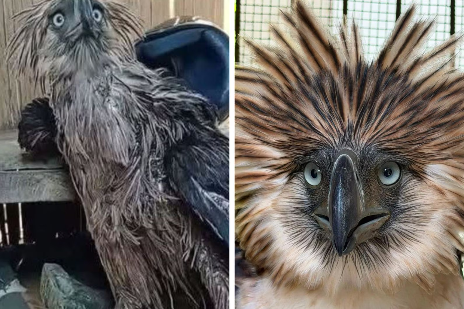 Philippine Eagle Rescued in Bukidnon Dies