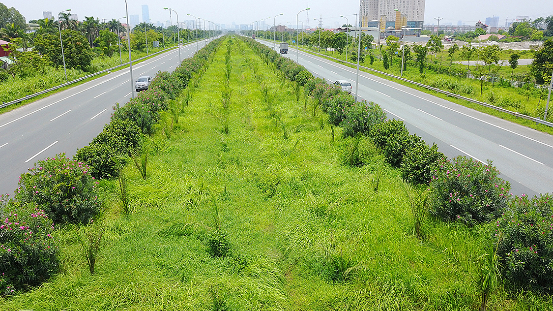 ハノイ市、18種の「植栽禁止」樹木リストを発表
