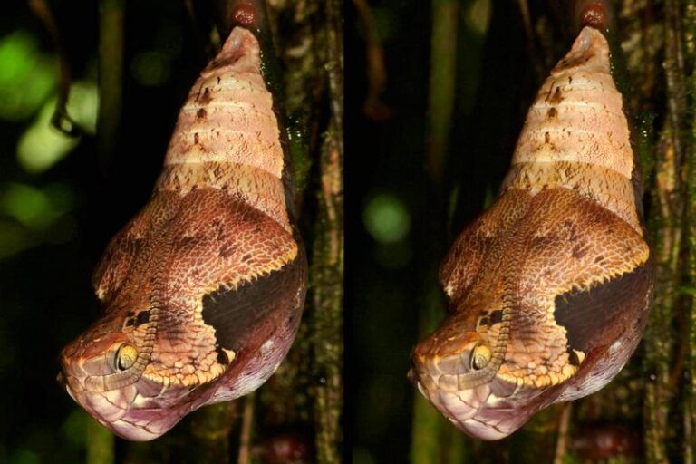 インドネシアの自然界における驚異の擬態、科学的検証の必要性