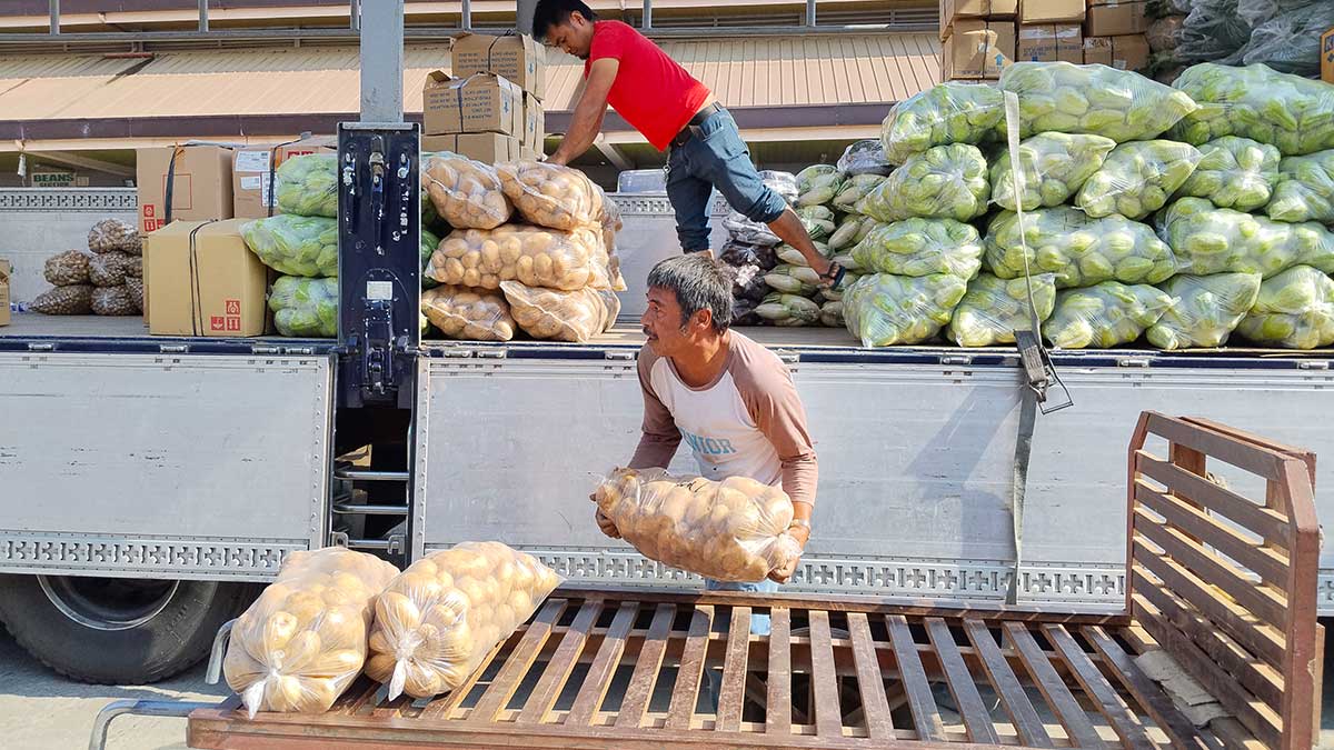 長雨で打撃、ベンゲットの野菜農家が収穫断念