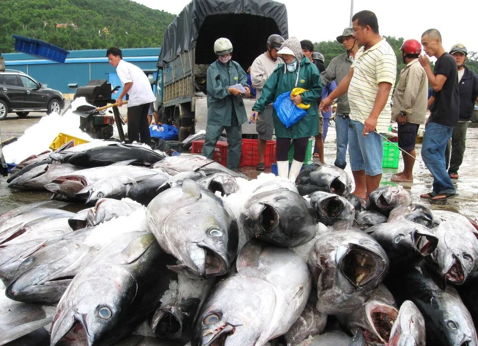 Vietnam's High-Protein Tuna, a 'Superfood,' Exceeds $500 Million in US Exports