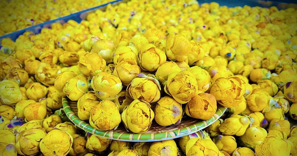 Vietnam Prioritizes Science, Technology for Medicinal Plant Industry Growth