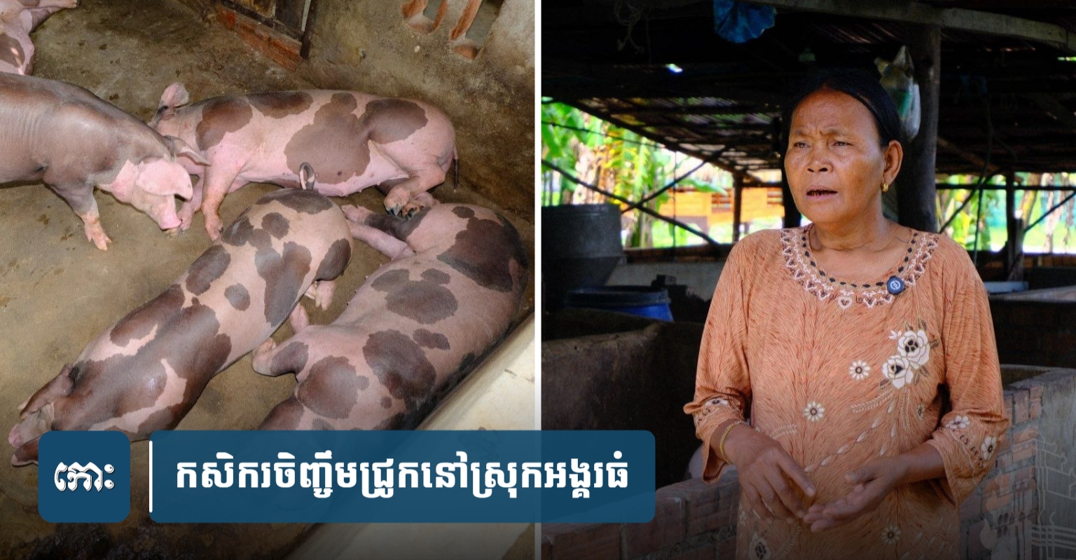 Cambodian Farmers in Angkor Thom District Prioritize Pig Breeding for Higher Profits