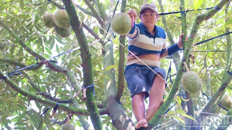Khanh Hoa Province Strengthens Fresh Durian Export Management to China