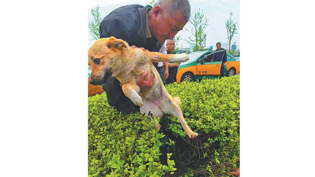 Chinese taxi drivers’ dog rescue triggers mini tourism boom