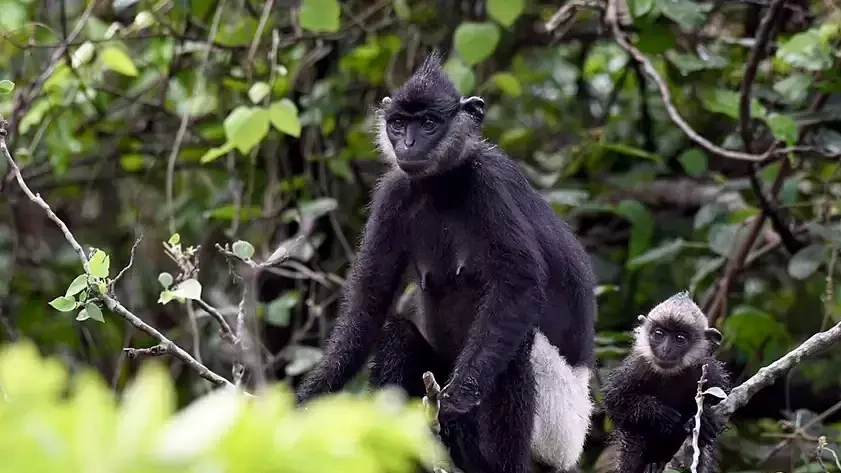 Ninh Binh Establishes World's Largest Delacour's Langur Reserve