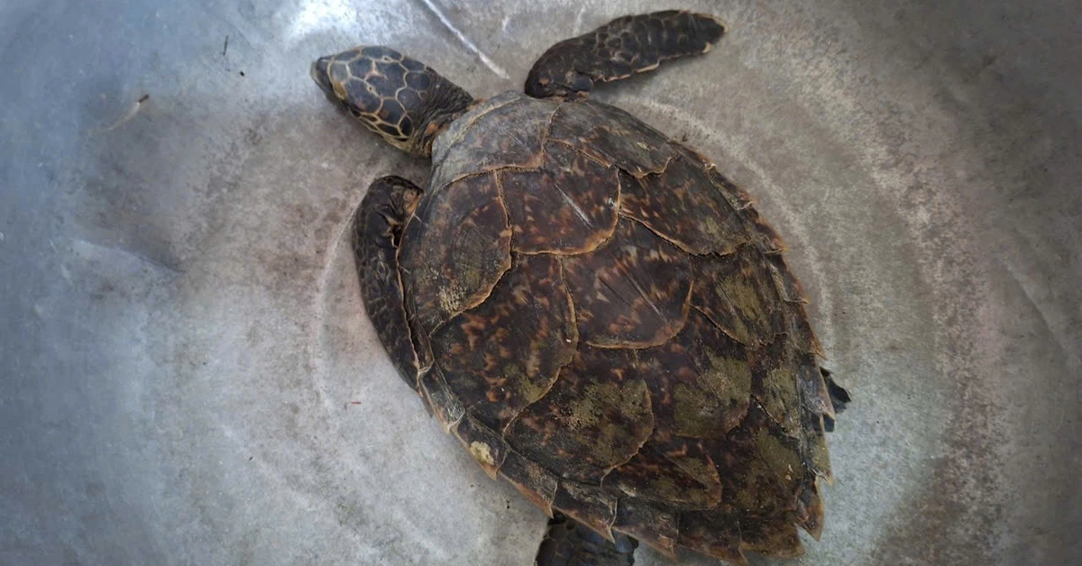 Rare sea turtle rescued and released back into the wild in Vinh Long