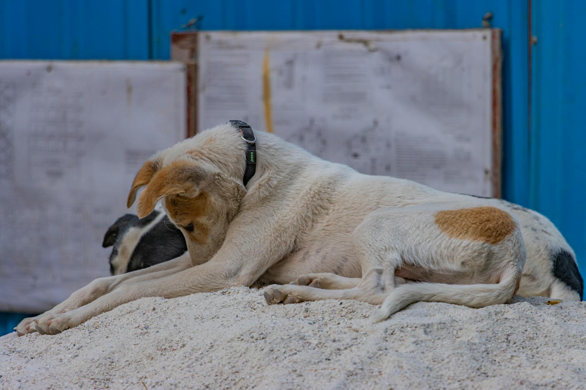 パタヤ市、狂犬病対策と野良犬問題に本腰