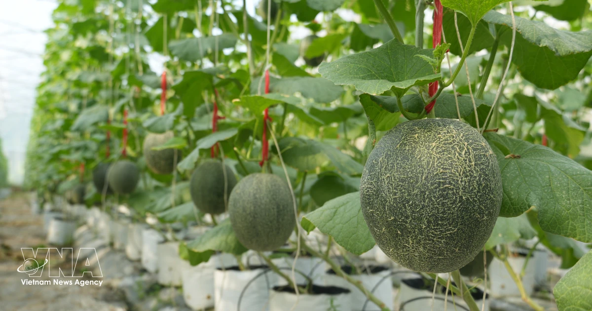 Vietnam Strengthens Traceability to Boost Agricultural Export Value