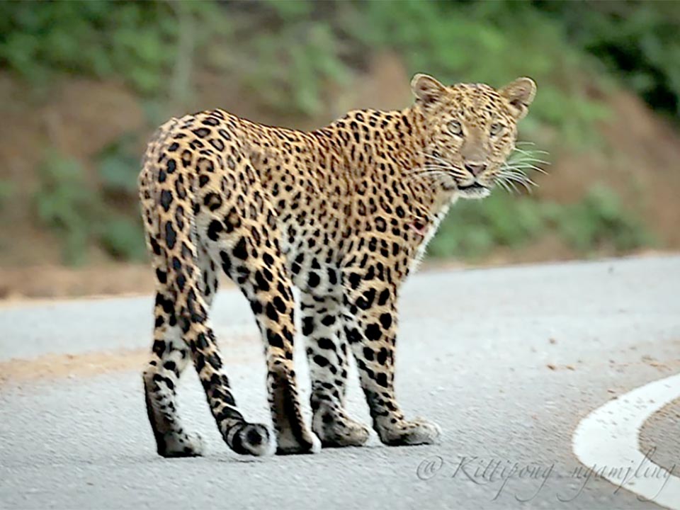 カエンクラチャン国立公園、希少なヒョウの目撃で生態系の豊かさを示す
