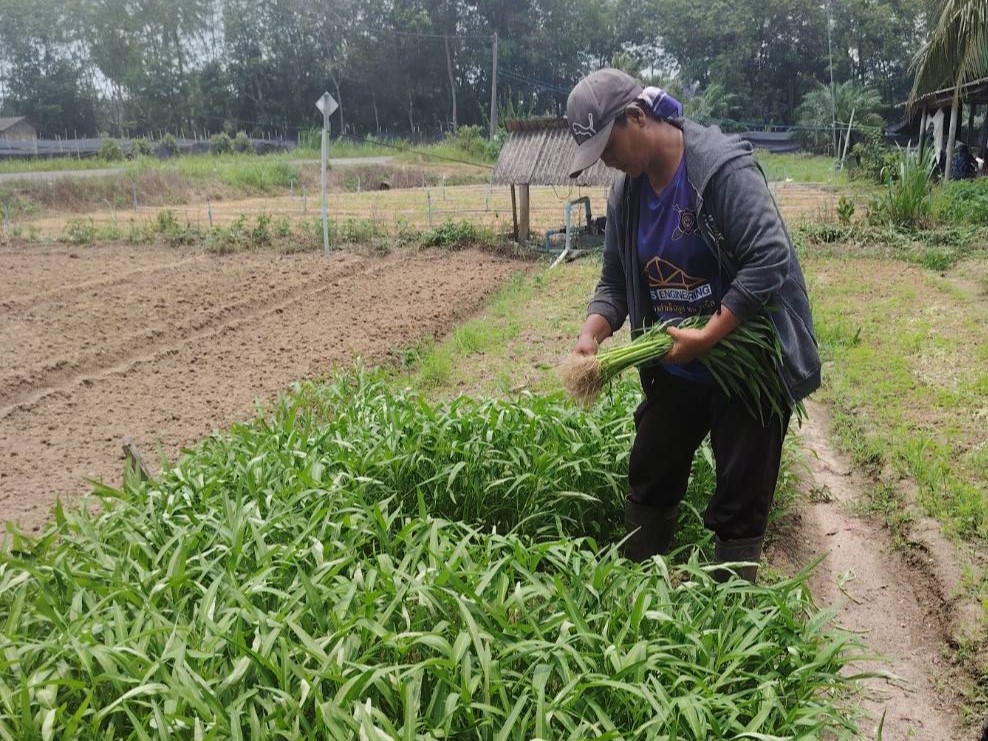 タイ南部の異常気象、野菜価格高騰で農家を直撃