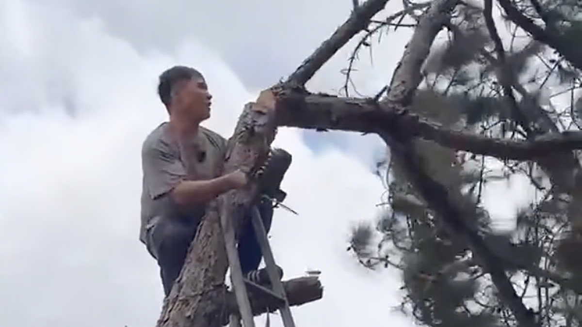 Da Lat Man Fined VND 35 Million for Unlicensed Pine Tree Cutting