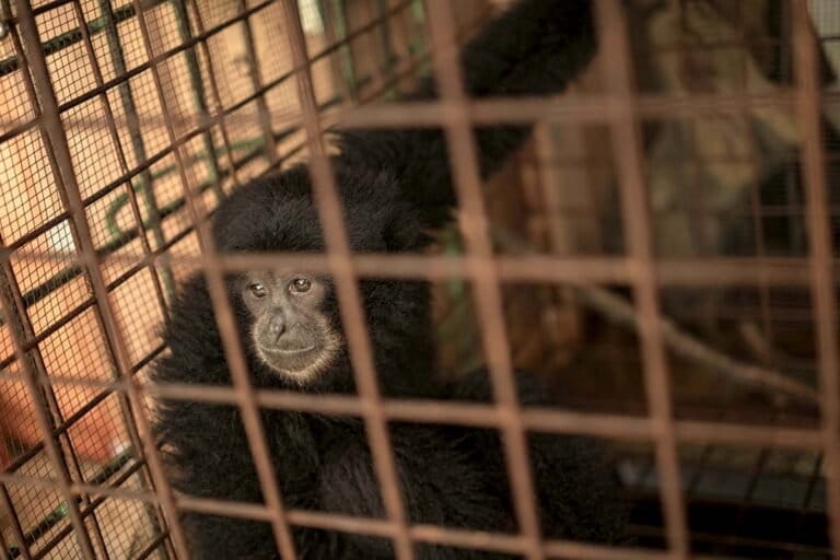 Noise Pollution Drives Siamangs Away from Sumatra's Forests: Study
