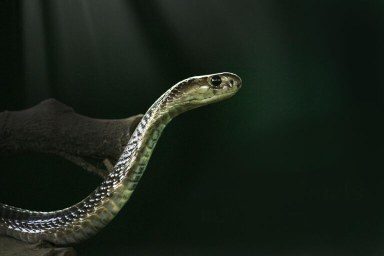「蛇の王」キングコブラ、共食い生態の謎に迫る
