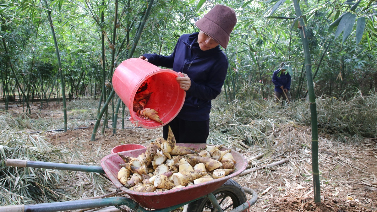 Vietnam's 'Green Bamboo' Cultivation Yields High Returns, Adapting to Climate Change