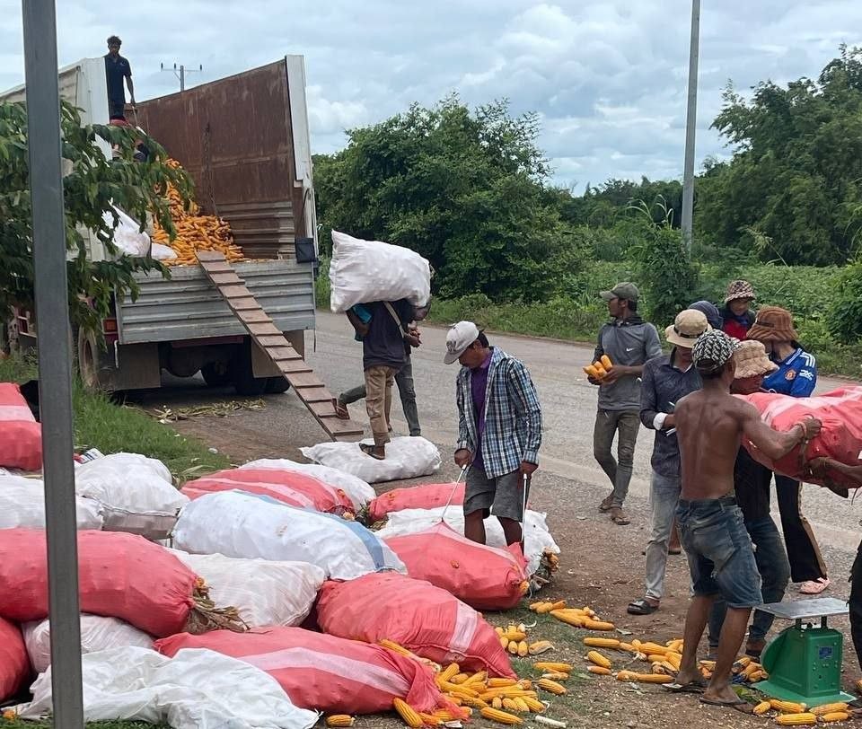 Cambodian Red Corn Harvest Sees Price Surge, Benefiting Farmers
