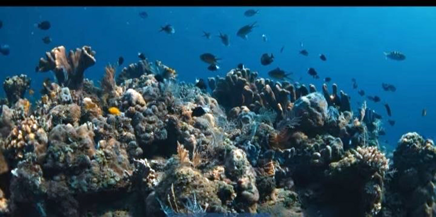 カンボジア・ケップ諸島、「希望の地域」として海洋生態系回復の象徴に
