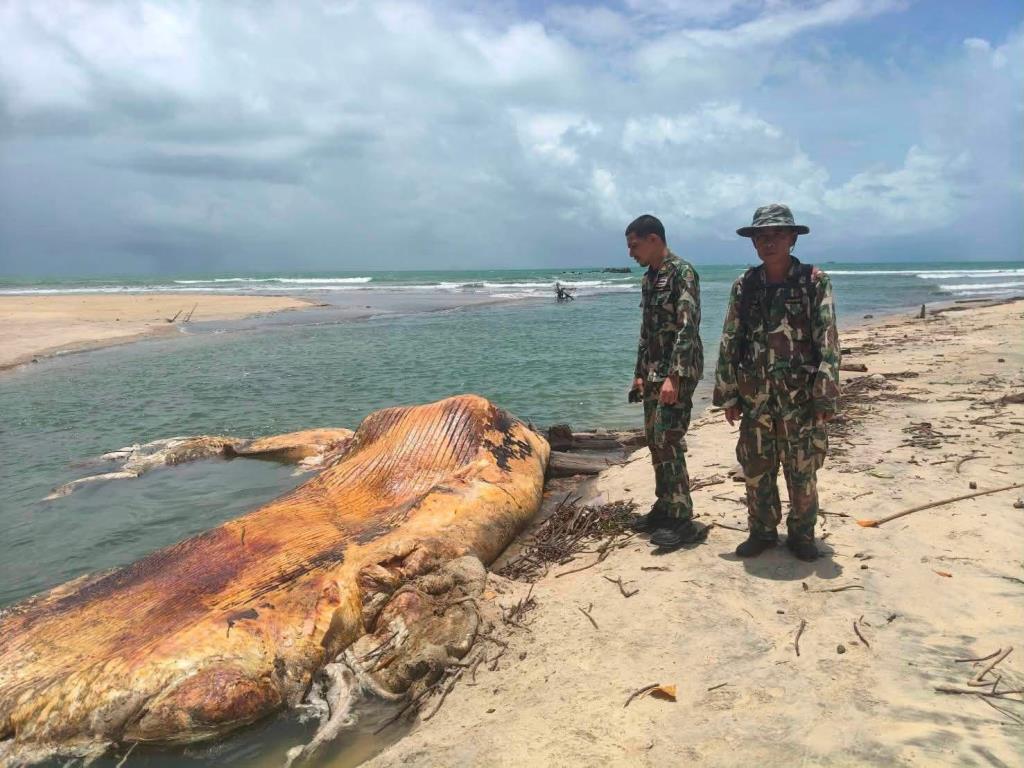 Bryde's Whale Carcass Washes Ashore on Koh Chang, Investigation Underway