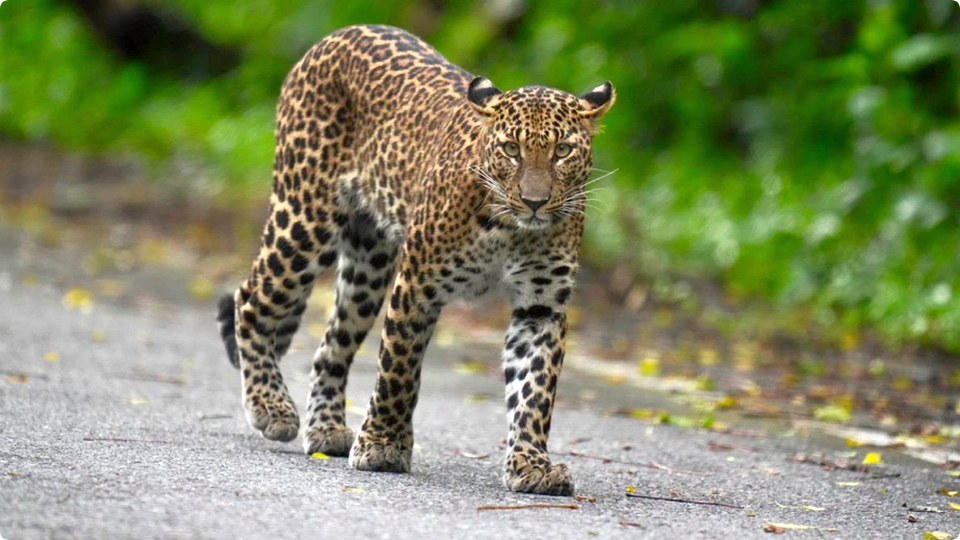 カエンクラチャン国立公園で若きヒョウが昼間に姿を現す、生態系の健全性を示す