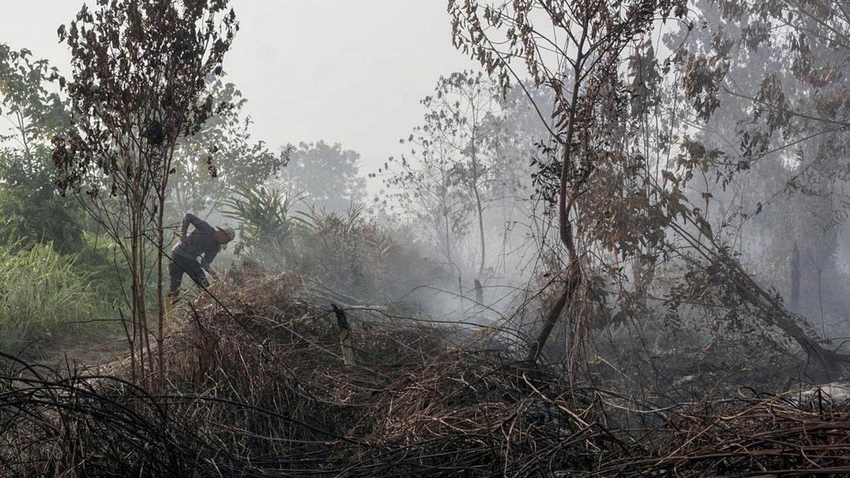 South Kalimantan Sees 8,900 Hectares Burned, Efforts Intensify to Combat Forest Fires