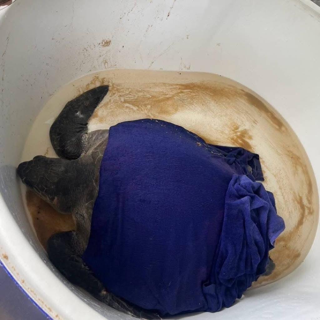 カロンビーチに打ち上げられたウミガメ、漁網に絡まり絶体絶命の危機