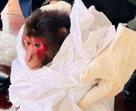 Rare Primate Safely Transferred to Phong Nha - Ke Bang National Park