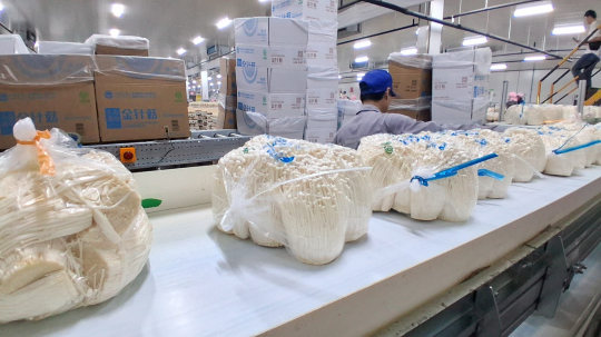 Chinese Mushroom Giant Boosts Regional Growth in Laos and ASEAN via Smart Farming and Exports
