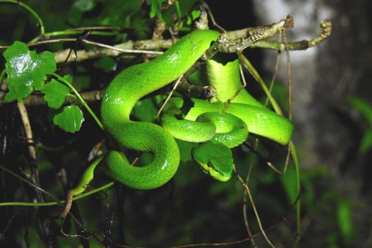 New Snake Species Discovered in Sumbawa, Indonesia, Boasts Remarkable Camouflage Skills