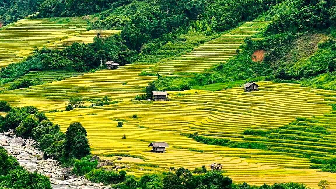 Nam Cang in Lao Cai: Golden Terraced Fields Captivate Tourists