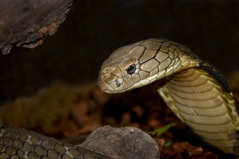 「塩や植物でヘビ撃退」は迷信か?専門家が解説