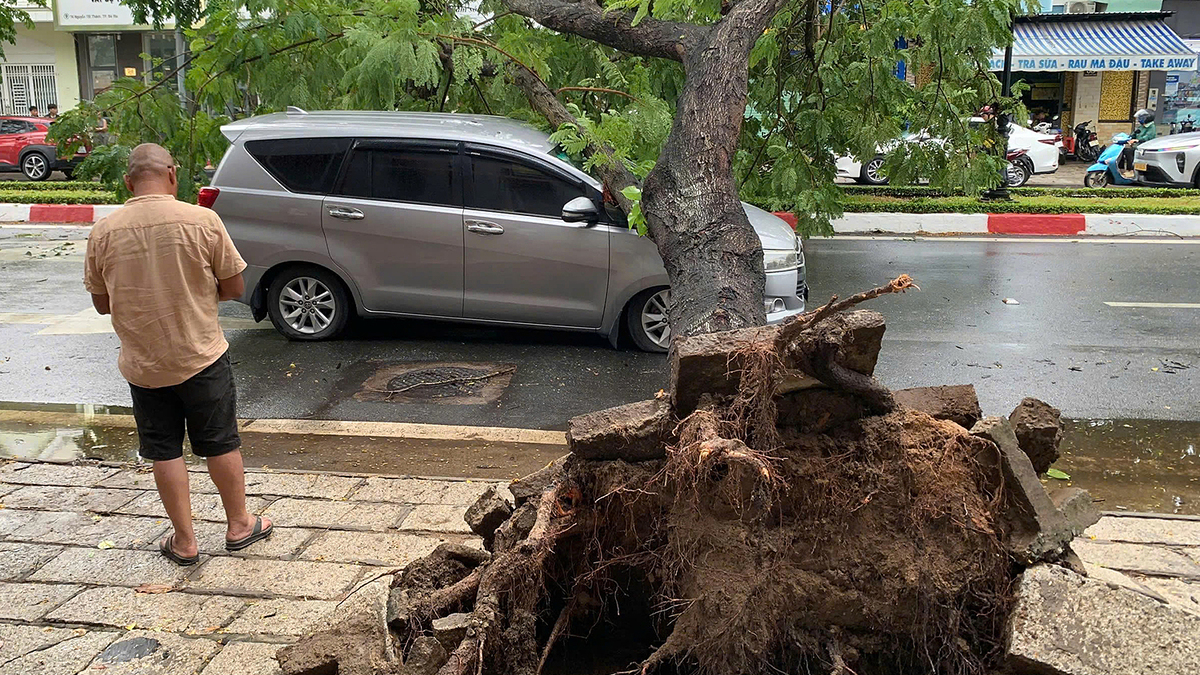 Ho Chi Minh City: Street Tree Falls, Crushing Moving Car