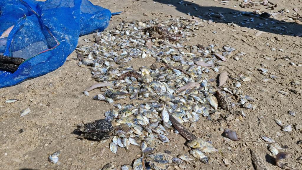 チャアム海岸に魚の大群、1.5kmにわたり漂着、住民100人超が漁に殺到