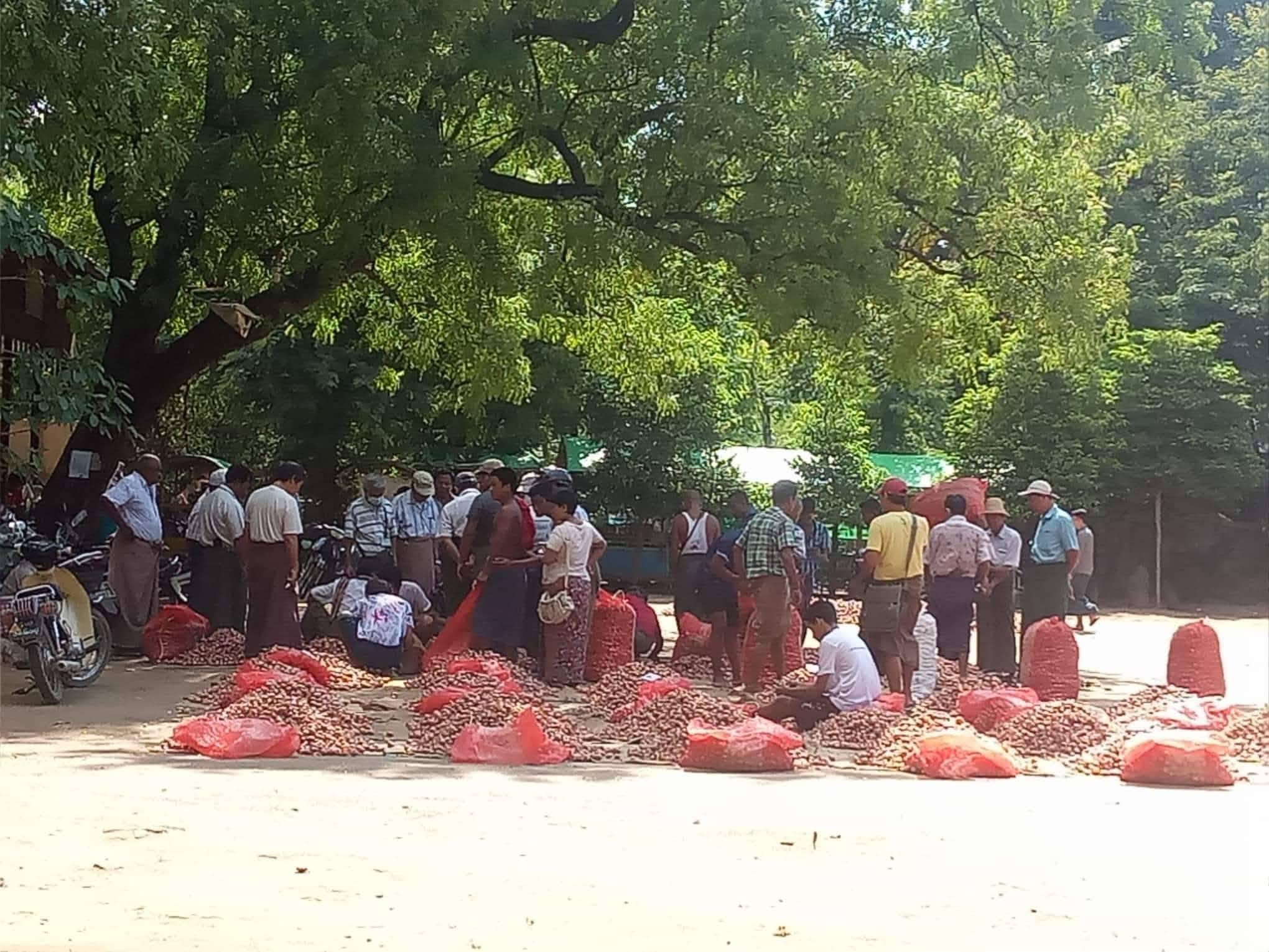 Pakokku red onion market sees prices rise further, exceeding 5,000 kyats per viss