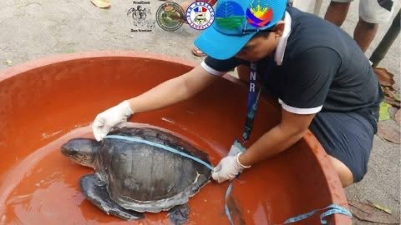 2 Sea Turtles Rescued in Zambales Amid Fierce Monsoon