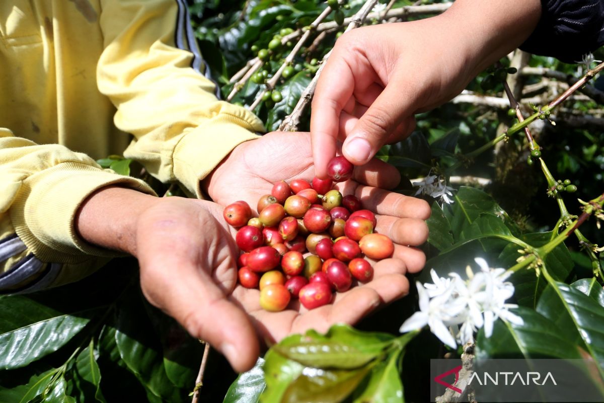 インドネシア、ガヨコーヒーの大規模拡張で世界供給量拡大へ