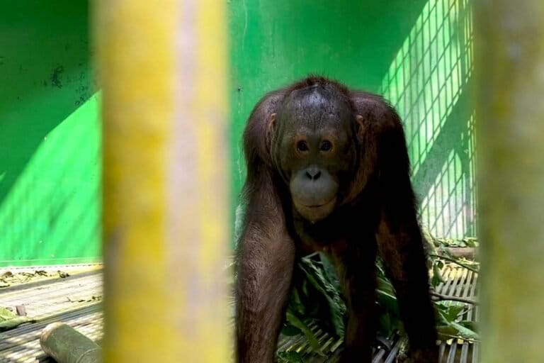 狭い檻に閉じ込められたオランウータン:カリマンタンの森へ帰還を待つ11頭