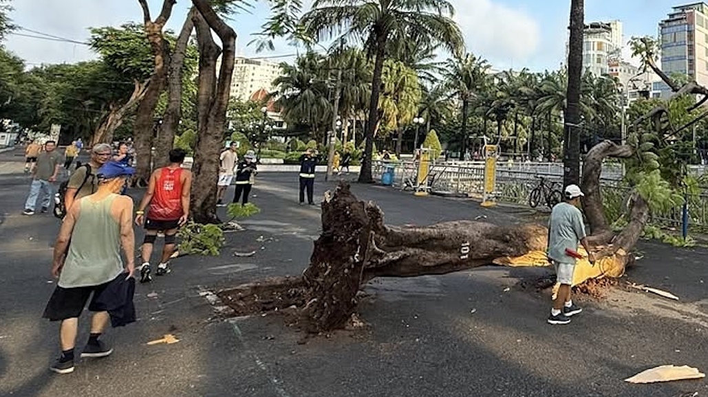 ホーチミン市中心部で街路樹が倒木、市民の安全に懸念