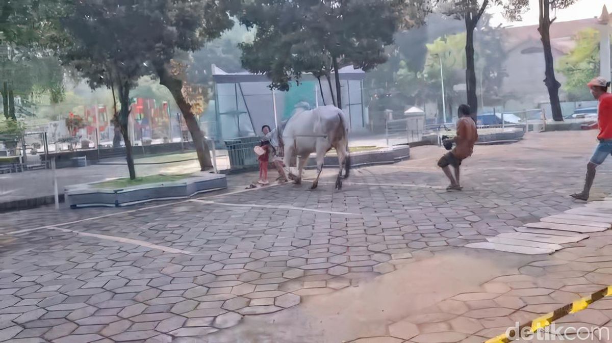 Prabowo's Sacrifice Cow Causes Panic at Surabaya Mosque