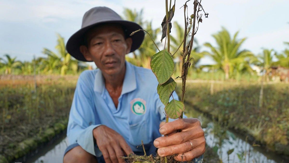 ドンタップ省、300ヘクタール超の野菜が異常枯死、水質汚染か
