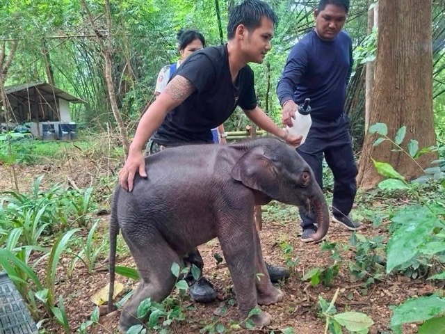 Elephant Calf Rescue Underway in Sai Yok, Thailand