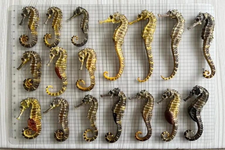 Indonesian Authorities Thwart Smuggling of Seahorses and Gold to Singapore