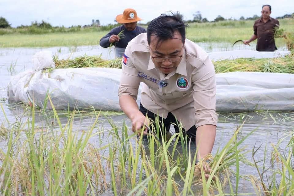 Cambodia Launches Emergency Harvest to Aid Flood-Hit Farmers