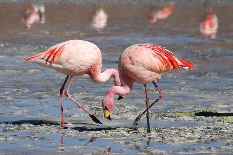 The Secret of Flamingo's One-Legged Stance: Energy Saving and Thermoregulation Mechanism